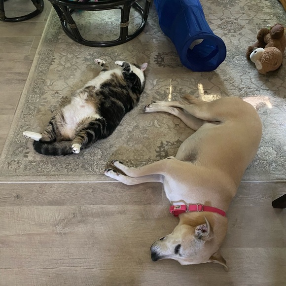 Meet your Posher, Laura - Picture 3 of 8